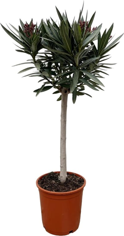 Nerium Oleander op stam met witte bloem - 90cm - Ø22