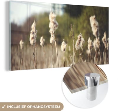 MuchoWow® Glasschilderij 40x20 cm - Schilderij acrylglas - Katoen - Zon - Planten - Foto op glas - Schilderijen