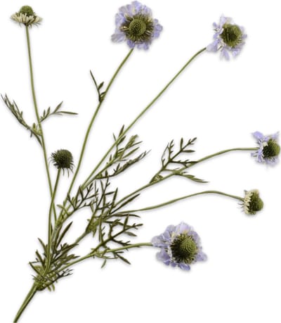 Silk-ka Kunstbloem-Zijden Bloemen Scabiosa Tak Lila 89 cm