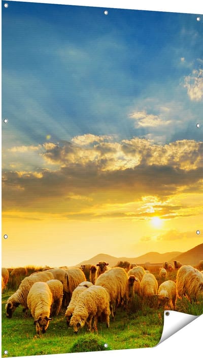 Gards Tuinposter Kudde Schapen op het Gras bij Zonsondergang - 100x150 cm - Tuindoek - Tuindecoratie - Wanddecoratie buiten - Tuinschilderij