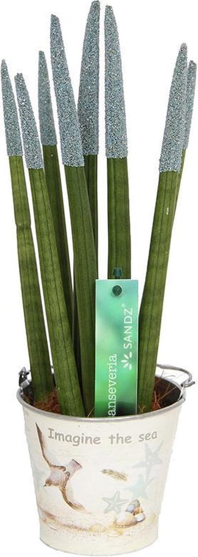 Sansevieria TOP-Line 8,5cm Sandz® Blauw in Tinnen Emmer