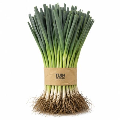 Prei Planten – 50 Prei Plantjes – Zelf Prei Kweken – Moestuin Groenteplanten – Allium porrum - Winterprei