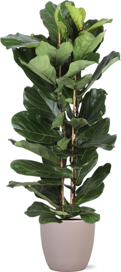 Green Harmony | Ficus Lyrata Ø27cm 140cm in Boule TAUPE pot