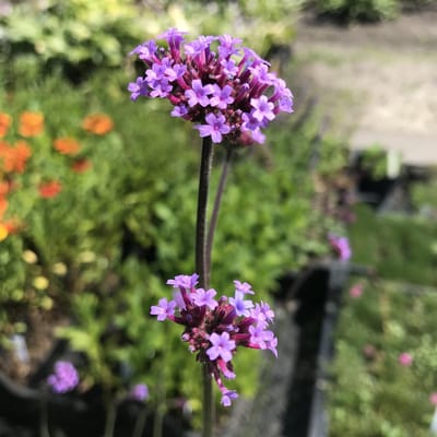 6 x Verbena bonariensis - Ijzerhard - P9 Pot (9 x 9cm) - Dima Vaste Planten