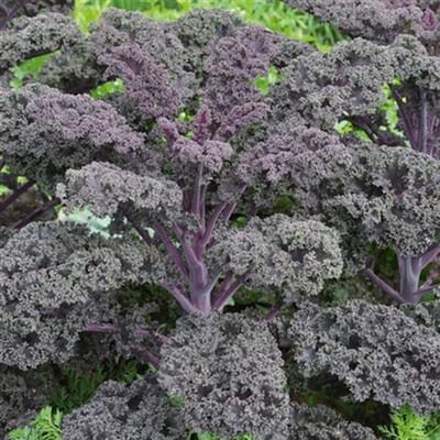 Boerenkool Redbor Bio F1 ca 50 zaden