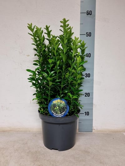 Plants Online BV - Planten - Set van 6 - Kardinaalsmuts Green Spire - Compacte groei - Geschikt als lage haag - Zeer winterhard