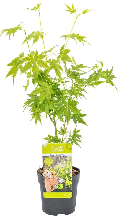 Bloomique - Acer Palmatum Going Green - Japanse Esdoorn - Groen Blad - Tuinplanten - Winterhard - Hoogte 20-30 cm - Pot 10,5 cm
