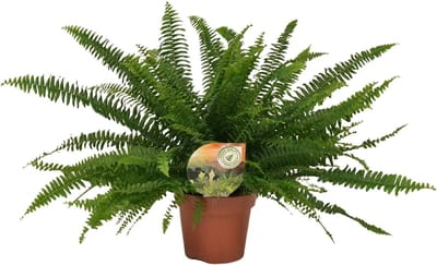 Plantenboetiek.nl | Nephrolepis Green Lady - Ø17cm - 30-40cm hoog - Kamerplant - Groenblijvend
