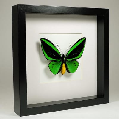 Opgezette Vlinder in Zwarte Lijst 25x25 cm - Ornithoptera Priamus Poseidon