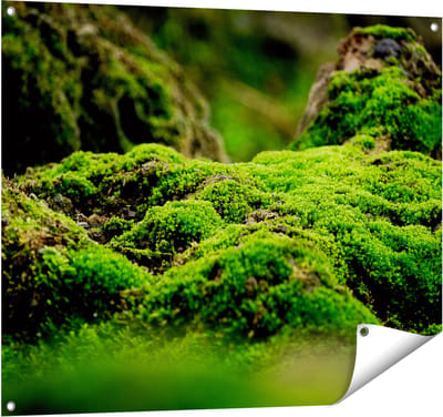 Gards Tuinposter Groen Mos - 100x80 cm - Tuindoek - Tuindecoratie - Wanddecoratie buiten - Tuinschilderij