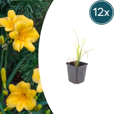 Tuinplantenshop.com | Hemerocallis 'Stella de Oro' | 12 stuks - Ø9cm - 10-25cm hoog - Tuinplant