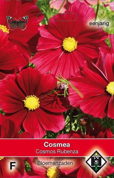 2 stuks Van Hemert & Co Cosmos bipinnatus Rubenza