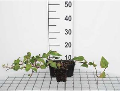 6 x Hedera colchica - Perzische klimop - pot 9 x 9 cm