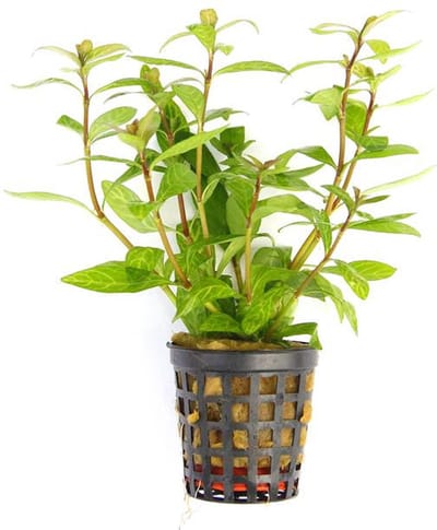 Moerings Hygrophila Polysperma | Belgisch groen | in 5 cm pot