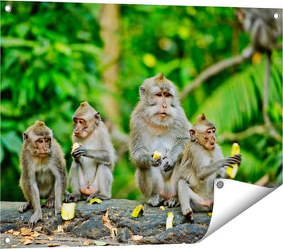 Gards Tuinposter Groep Apen Eten Bananen in het Bos - 80x60 cm - Tuindoek - Tuindecoratie - Wanddecoratie buiten - Tuinschilderij