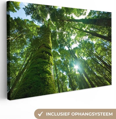 OneMillionCanvasses - Canvas - Bomen - Jungle - Natuur - Zonlicht - Mos - Schilderijen op canvas - Wanddecoratie - 90x60