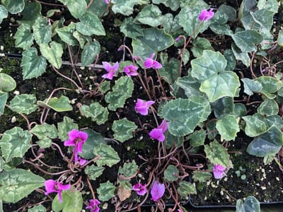 6x Alpenviooltje - - Cyclamen Hed. 'Rose Pearls' | 9x9 cm pot