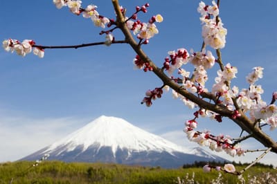 Flowers Mountain Snow Nature Photo Wallcovering