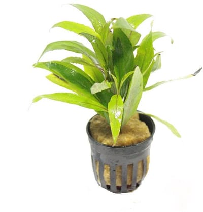 Moerings Hygrophila Angustifolia | Smalle Waterweegbree | in 5 cm pot