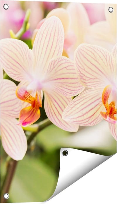 Gards Tuinposter Gestreepte Witte Orchidee Bloemen - 40x60 cm - Tuindoek - Tuindecoratie - Wanddecoratie buiten - Tuinschilderij