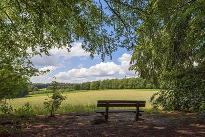 Fotobehang natuur korenveld langs bosrand 250 x 260 cm - € 175,--