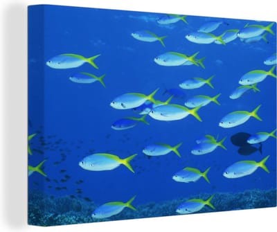 School van geelrugvissen Canvas 30x20 cm - klein - Foto print op Canvas schilderij (Wanddecoratie woonkamer / slaapkamer) / Wilde dieren Canvas Schilderijen