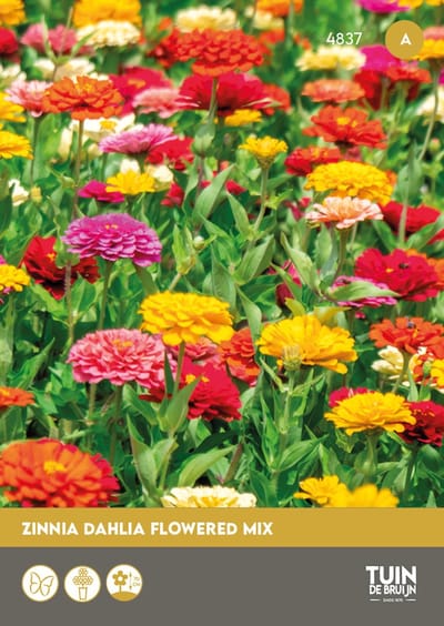 Zinnia Zaden Dahlia Flowered Mix – Grote Zomerbloemen voor Tuin – Snijbloemen – 100 Zaden - Tuin de Bruijn®