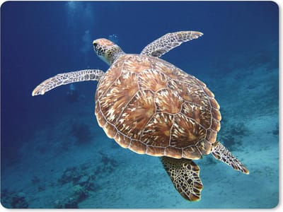 Muismat Schildpad - Zeeschildpad fotoprint muismat rubber - 23x19 cm - Muismat met foto