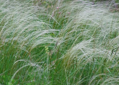 Stipa tenuissima Ponytails – Fijn Vedergras - Grassen/kruiden - Groenblijvend - Vaste planten - bloeit in Juli / Augustus