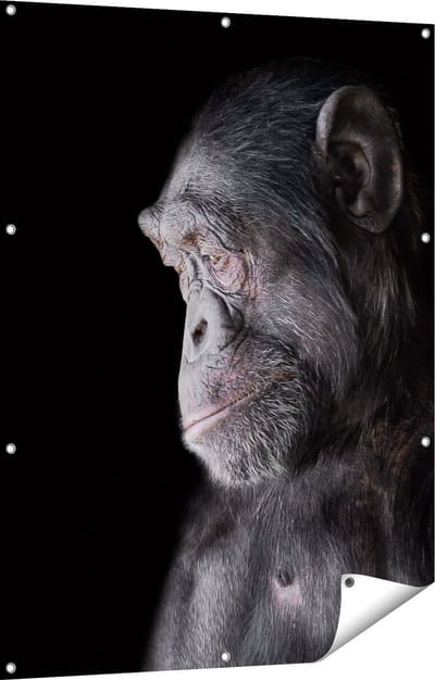Gards Tuinposter Chimpansee Aap op Zwart Achtergrond - 90x120 cm - Tuindoek - Tuindecoratie - Wanddecoratie buiten - Tuinschilderij