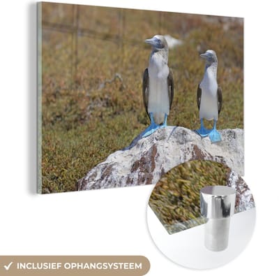 ® Glasschilderij 180x120 cm - Schilderij acrylglas - Twee Blauw voet booby's op een witte rots in North Seymour - Foto op glas - Muurdecoratie woonkamer - Wanddecoratie slaapkamer - Schilderijen