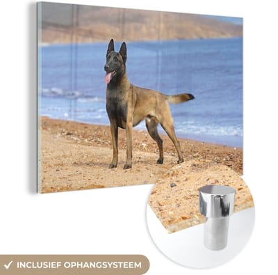 ® Glasschilderij 180x120 cm - Schilderij acrylglas - Mechelse herder op het strand - Foto op glas - Muurdecoratie woonkamer - Wanddecoratie slaapkamer - Schilderijen