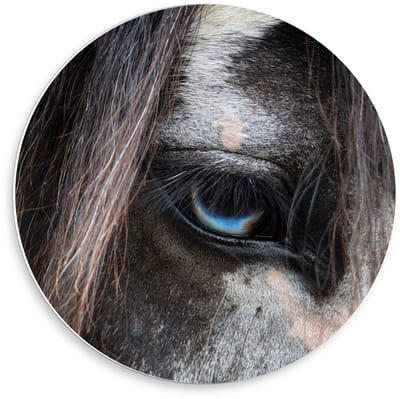 Forex Wandcirkel - Blauw Oog van Paard  - 50x50cm Foto op Wandcirkel (met ophangsysteem)