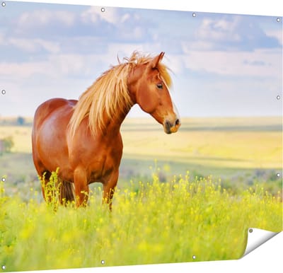Gards Tuinposter Bruin Paard in de Wei - 150x120 cm - Tuindoek - Tuindecoratie - Wanddecoratie buiten - Tuinschilderij