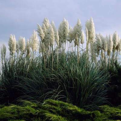 12 x Pampasgras Wit XL - Hoog Siergras - Cortaderia selloana in C2(liter) pot met hoogte 10 - 40cm