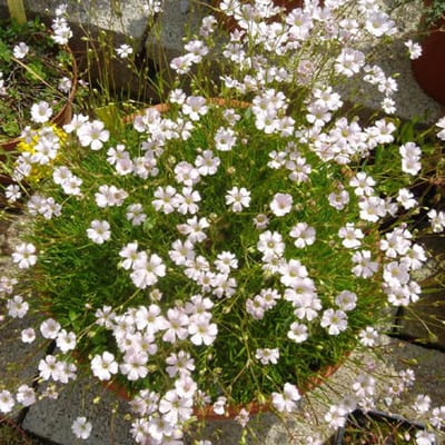 Witte kruipgipskruid (Gypsophila repens Alba) - - Kruipend gipskruid - Vaste planten - Snijbloemen - Bodembedekkers - Zomerbollen - Voorjaarsbollen