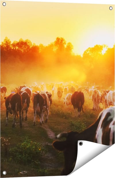 Gards Tuinposter Kudde Koeien in Weiland bij Zonsondergang - 60x80 cm - Tuindoek - Tuindecoratie - Wanddecoratie buiten - Tuinschilderij