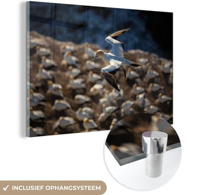 ® Glasschilderij 180x120 cm - Schilderij acrylglas - Jan-van-gent vliegt over een kolonie - Foto op glas - Muurdecoratie woonkamer - Wanddecoratie slaapkamer - Schilderijen