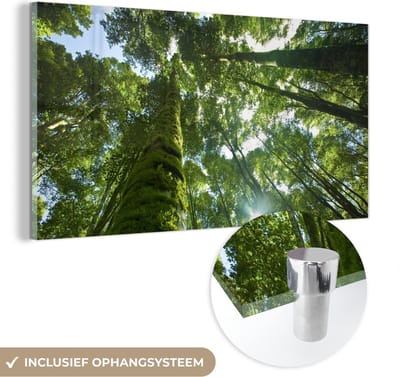MuchoWow® Glasschilderij 40x20 cm - Schilderij acrylglas - De gifgroene bomen in een regenwoud met doorbrekende zon - Foto op glas - Schilderijen