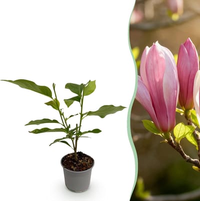 Green boutiQ - Tuinplant - Magnolia Ricki - Bloem Rood - 1 Plant - Bladverliezend - Weinig Onderhoud - Pot 12cm Hoogte 30cm