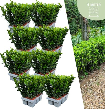 Euonymus 'Green Spire' - 48 x Ø 7 cm - ↨ 15 cm