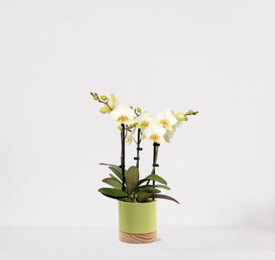 Phalaenopsis Multiflora wit in sierpot Emma Wood lime green – bloeiende witte Orchidee – kamerplant - 40-55cm - Ø13 – geleverd met plantenpot – vers uit de kwekerij