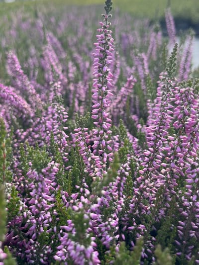 Zomerheide Paars - 10 Stuks - Calluna vulgaris 'Underwoodii' - P9.5 - Plant - Tuinplant - Heide