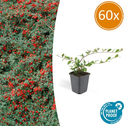 60 Stuk Dwergmispels, Veelzijdige Bodembedekker, Witte Bloementjes, Oranje/Rode Besjes in het Najaar,Cotoneaster dammeri - 10-25cm - Ø9cm