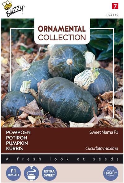 Buzzy® Ornamental, Pompoen Sweet Mama F1