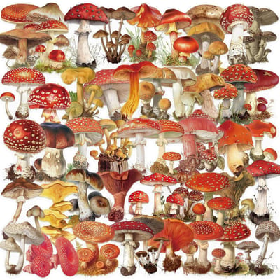 50 stuks Vintage Paddenstoel Graffiti Transparante Stickers Telefoon Gitaar Laptop Notebook Koffer Beker Waterdichte Sticker Decals Speelgoed
