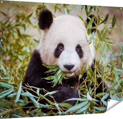 Gards Tuinposter Panda Eet Planten - 150x120 cm - Tuindoek - Tuindecoratie - Wanddecoratie buiten - Tuinschilderij