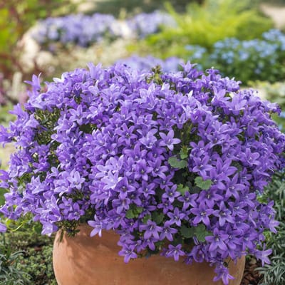 6 x Campanula Poscharskyana 'Stella' - Klokje Pot 9x9 cm - Stervormige Paarse Bloemen