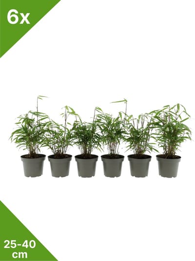 GARDENZO - 6x Fargesia 'Rufa' groene bladhoudende niet woekerende Bamboe x6 in C1 - 25-40 cm