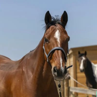 Halster voor paarden Norton Zari
